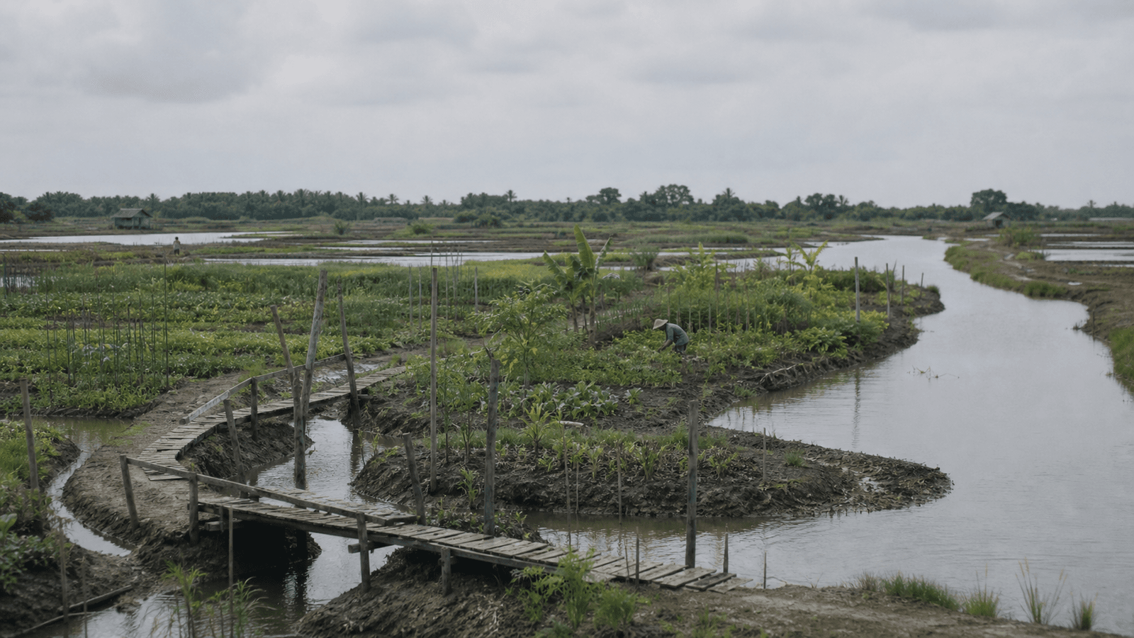 Tidal channels and smallholder plots in the Sumarai Delta at low water