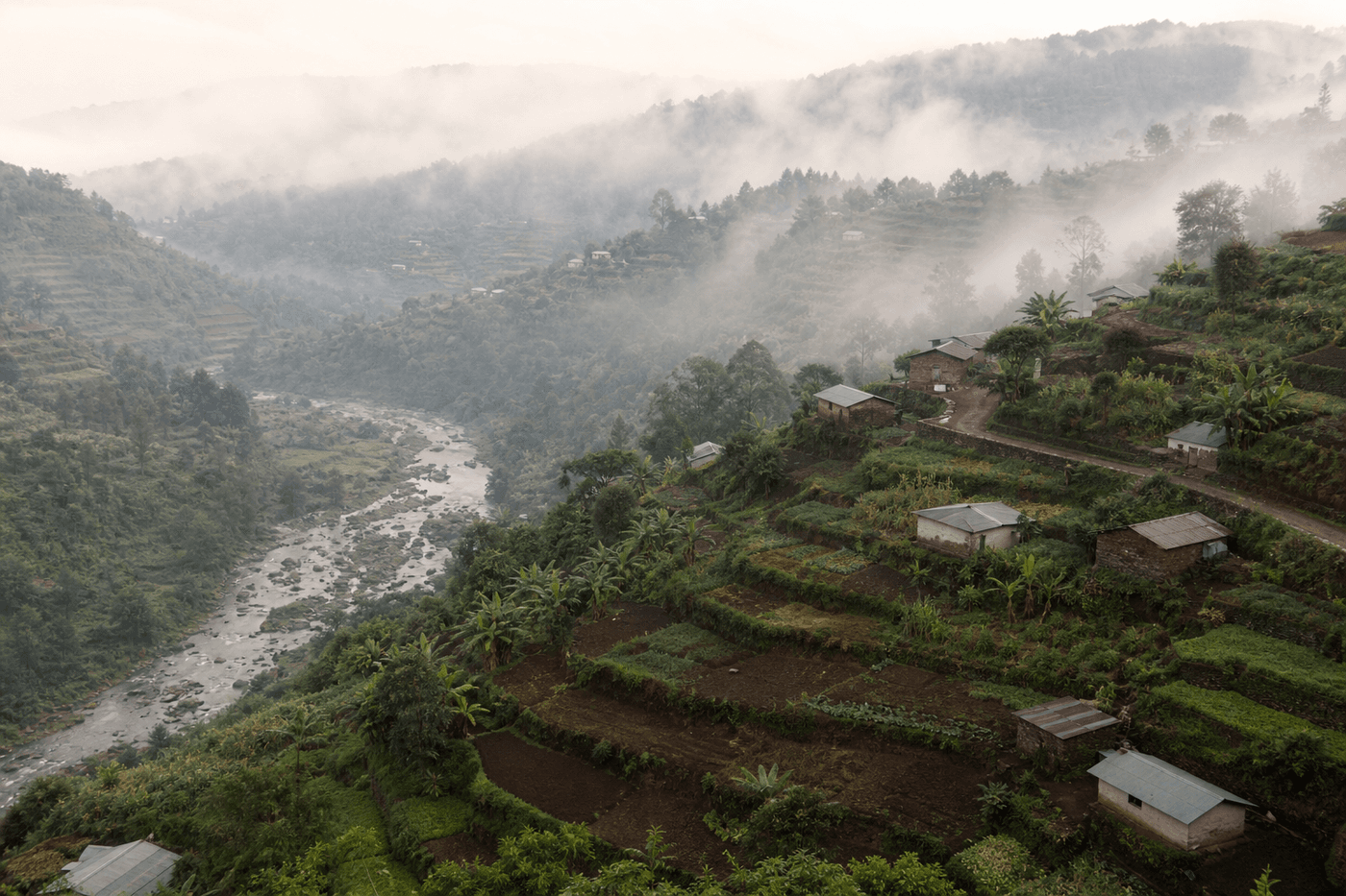 Terraced smallholdings in early morning mist above the Ngeta river, Nyakura Highlands