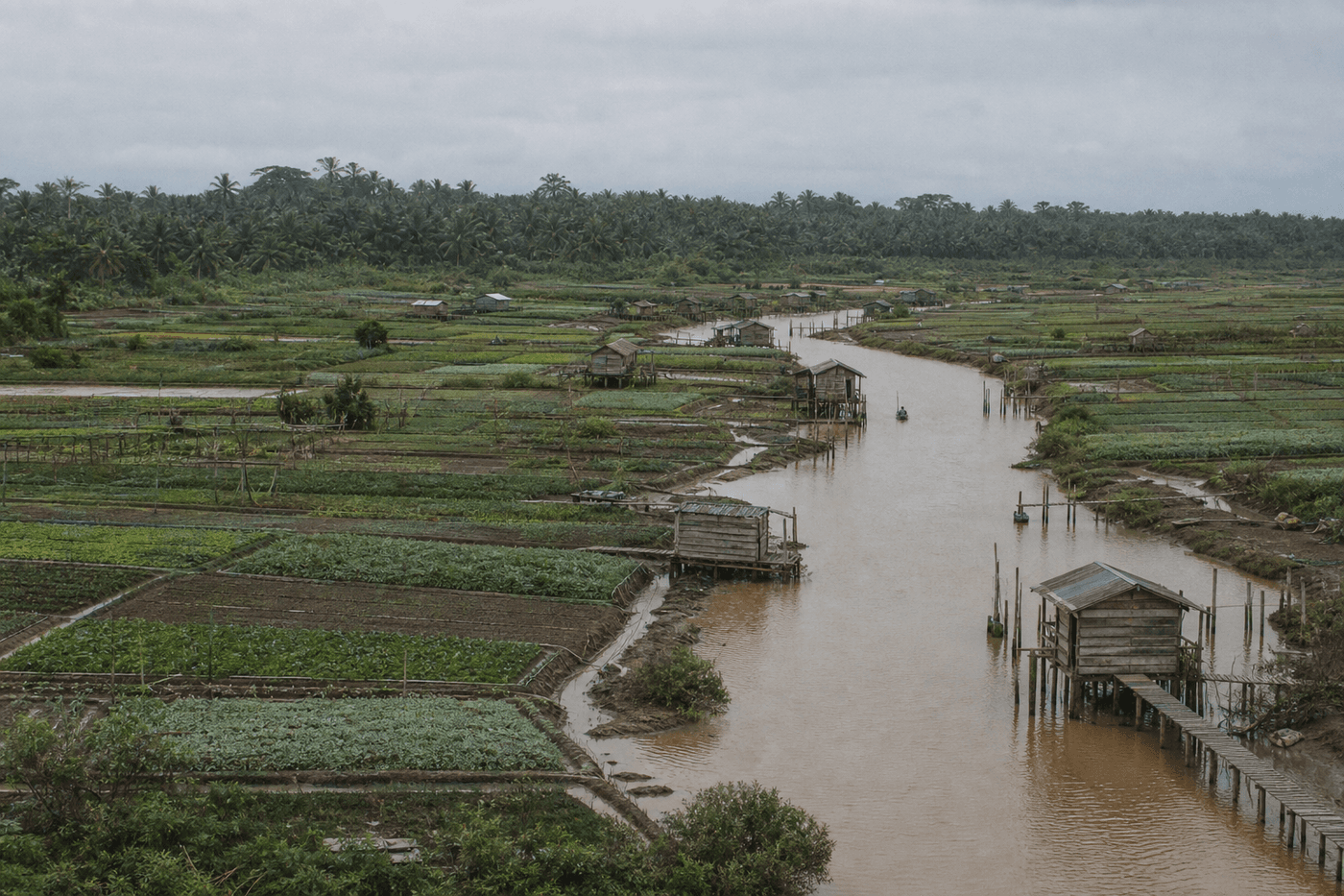 Tidal channels and smallholder plots in the Sumarai Delta at low water