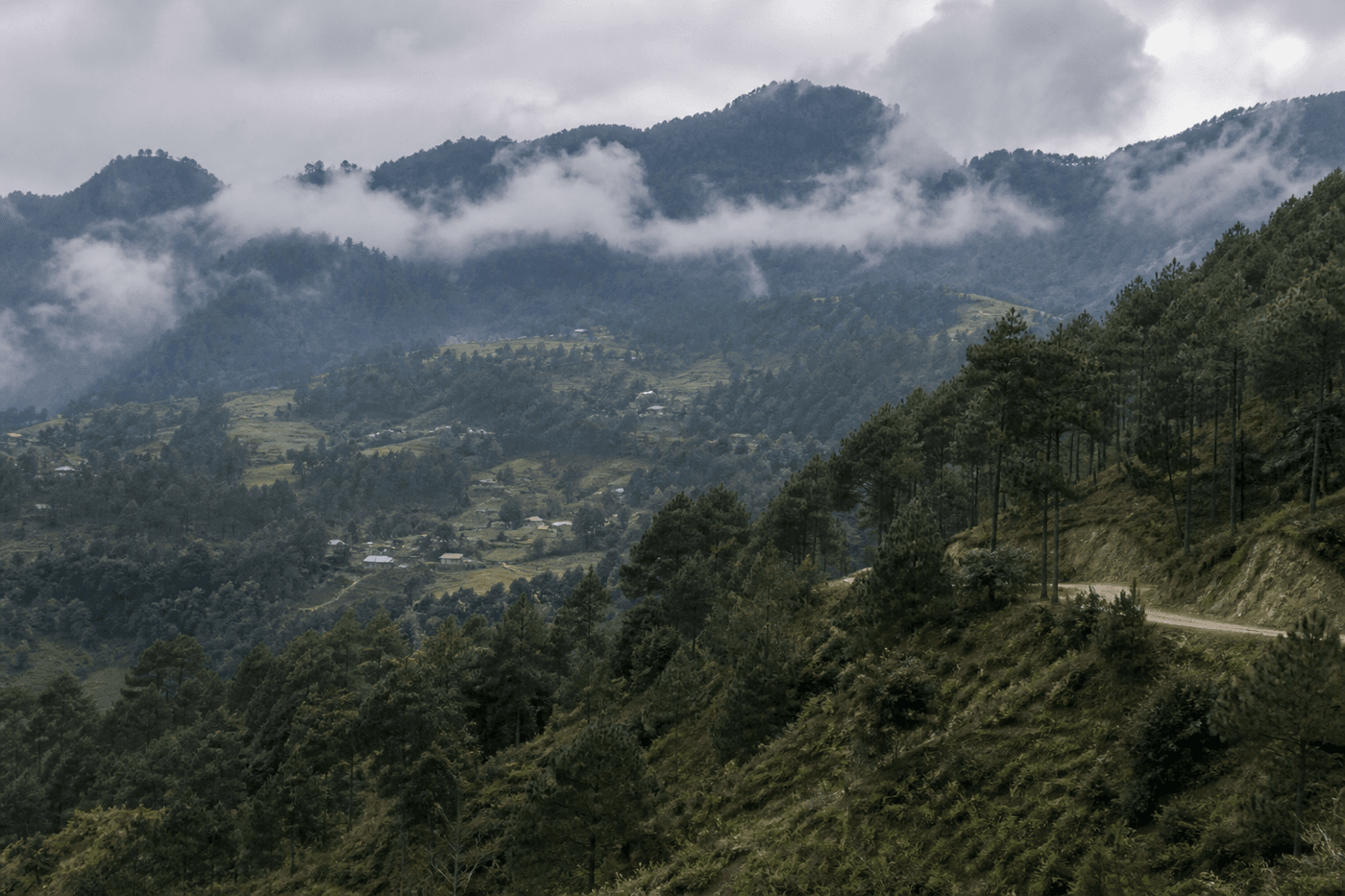 Cloud settling into pine forest along the Vega Alta Ridge in the late afternoon